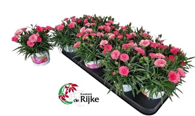 <h4>DIAN I LOVE U</h4>