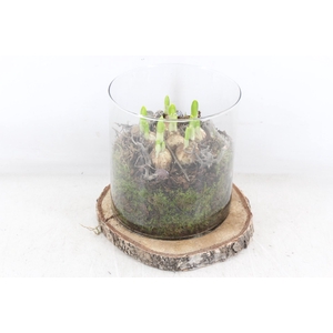 arr4 Narcis MB - Hout schijf cilinder XL