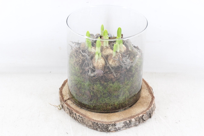 <h4>arr4 Narcis MB - Hout schijf cilinder XL</h4>