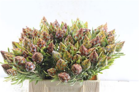 <h4>Kaaps Plumosum Spray</h4>