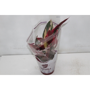 CALATHEA TRIALSTAR P12