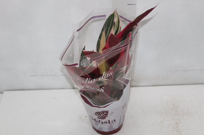 <h4>CALATHEA TRIALSTAR P12</h4>