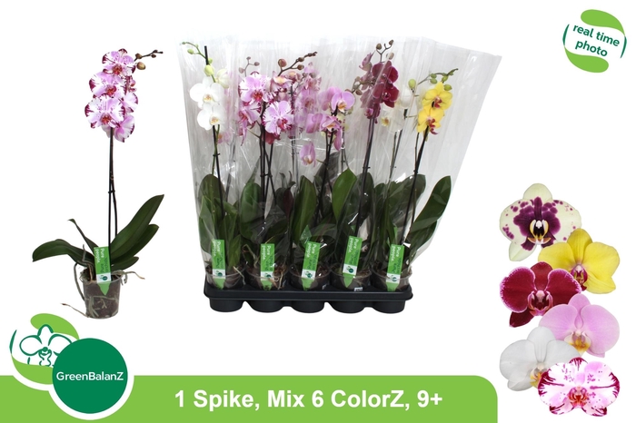 <h4>PHAL GEM 6 KL</h4>