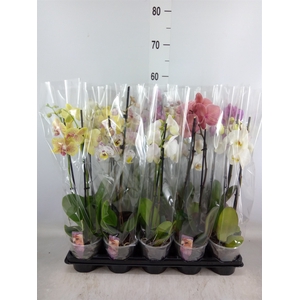 Phalaenopsis   ...mix