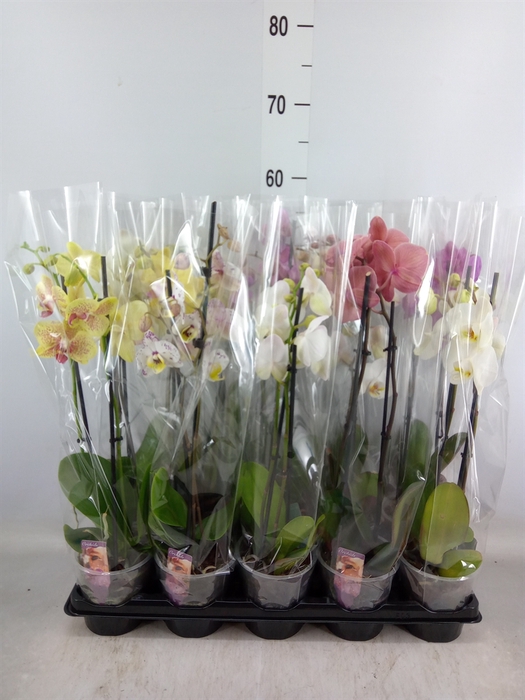 <h4>Phalaenopsis   ...mix</h4>