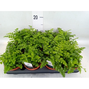 Asplenium  'Parvati'