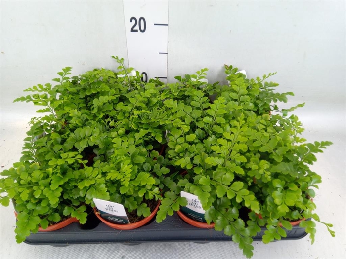 <h4>Asplenium  'Parvati'</h4>