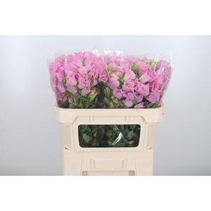 Campanula Cham Pink