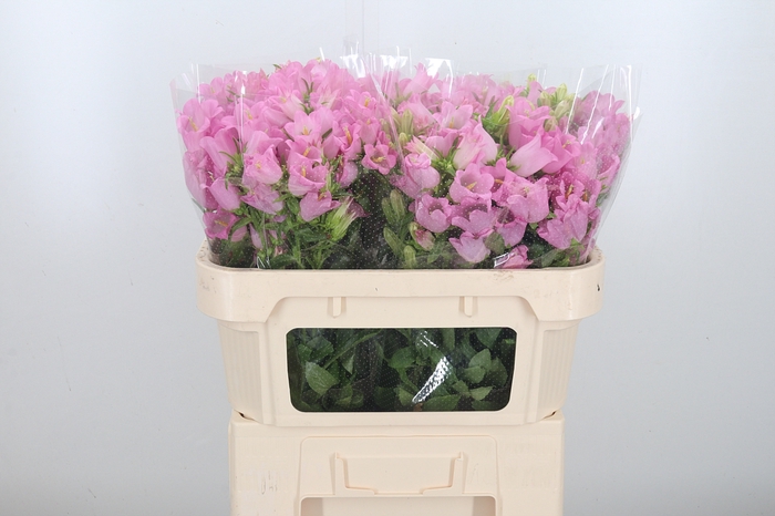 Campanula Cham Pink