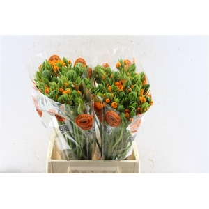 Ornithogalum Sunshine Orange