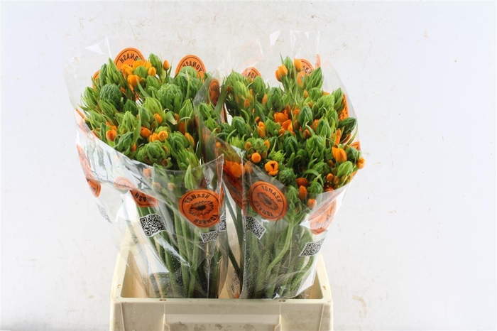 <h4>Ornithogalum Sunshine Orange</h4>