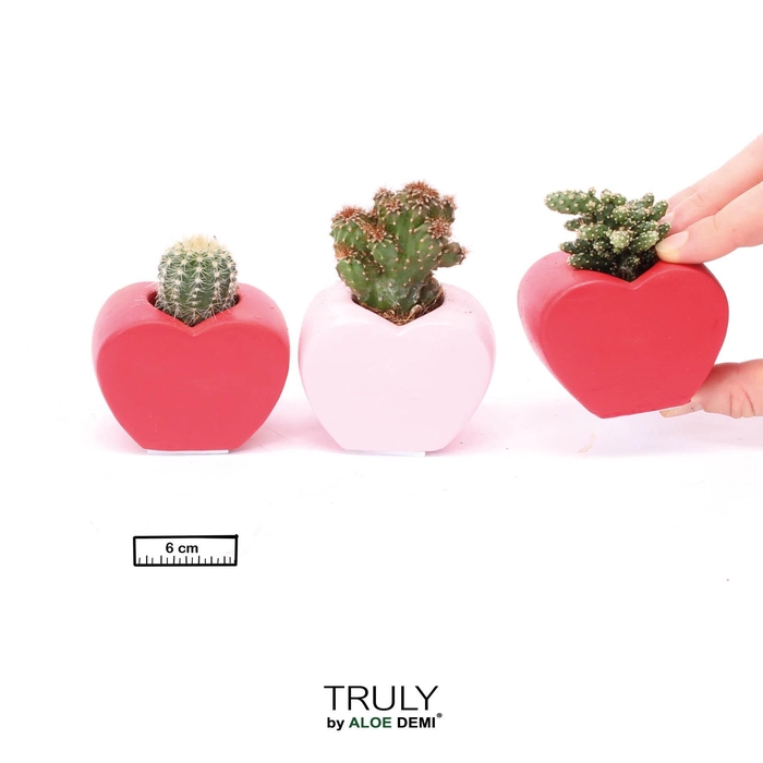 <h4>TRULY Cactus, Heart mini</h4>