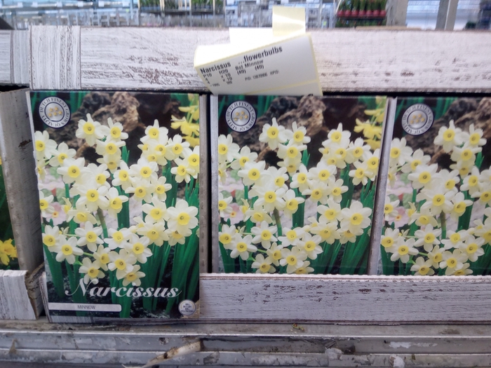 <h4>Narcissus   ...flowerbulbs</h4>