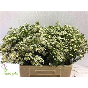 Chame Un Jupiter White 60cm