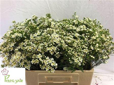 <h4>Chame Un Jupiter White 60cm</h4>