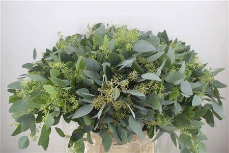 <h4>Euc Polyan M Beeren</h4>