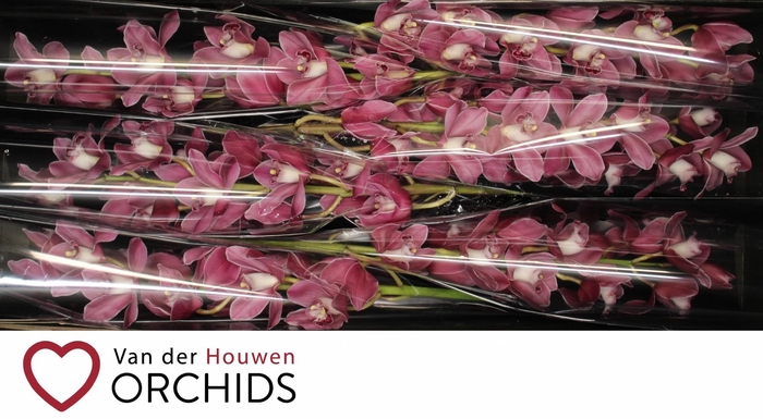 <h4>Princess 80cm</h4>