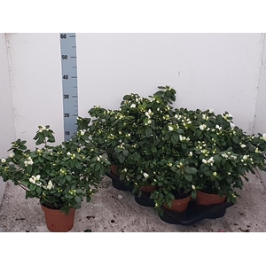 Rhododendron simsii Witte Vogel 16Ø 37cm 37Ø