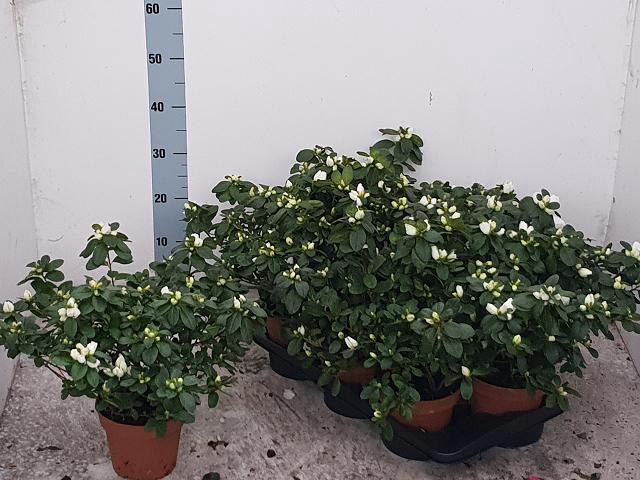 Rhododendron simsii Witte Vogel 16Ø 37cm 37Ø