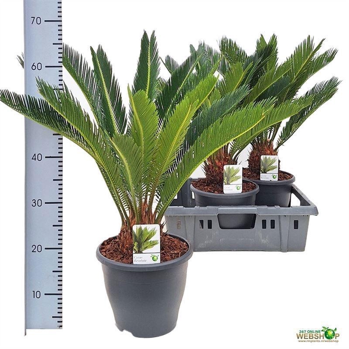 <h4>CYCAS REVOLUTA</h4>