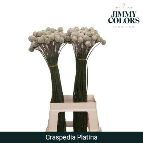 <h4>Craspedia L70 Metallic platina</h4>