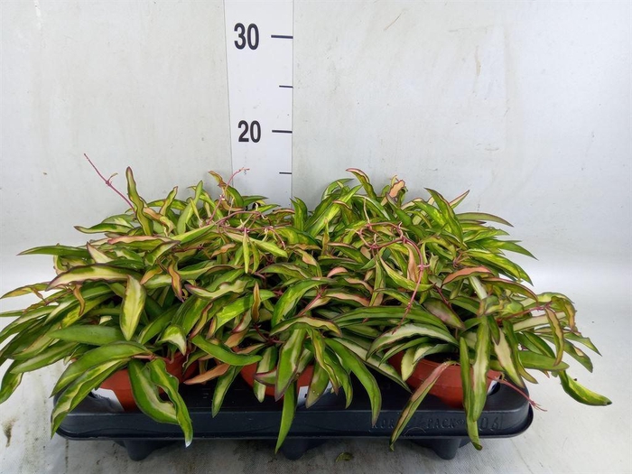 <h4>Hoya wayetii 'Tricolor'</h4>