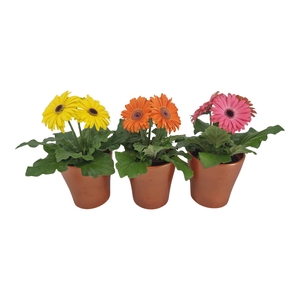 Gerbera 2+ bl in stefanie brons keramiek