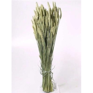 DROOG TARWE/TRITICUM