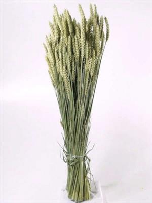 <h4>DROOG TARWE/TRITICUM</h4>