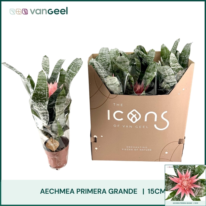 <h4>AECH FAS PRIMERA</h4>