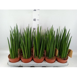 Sansevieria bacularis