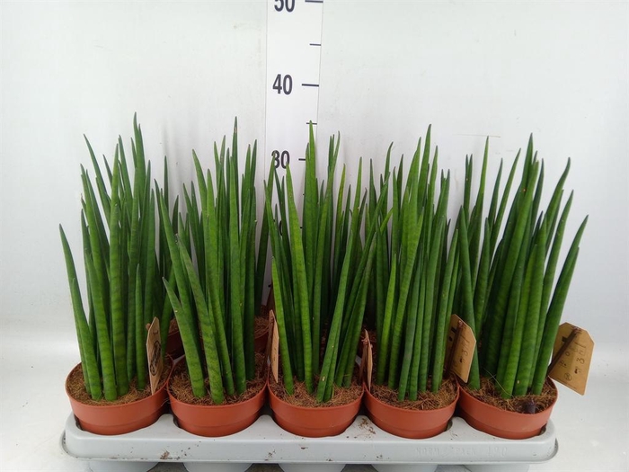 <h4>Sansevieria bacularis</h4>