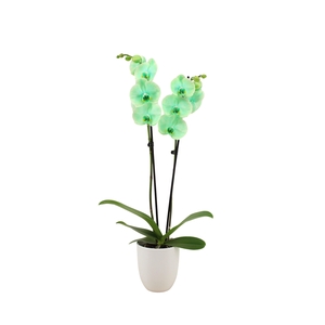 Hugo White Phal I Am Green 2T14+