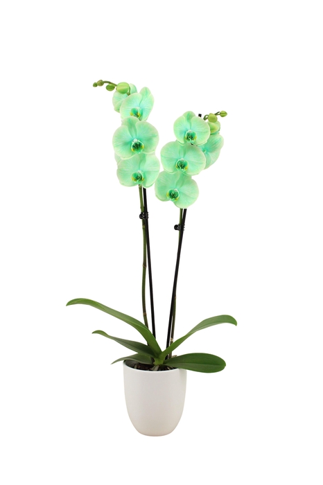 <h4>Hugo White Phal I Am Green 2T14+</h4>