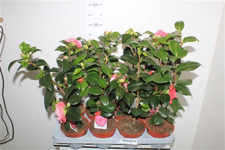 <h4>Camellia Japonica</h4>