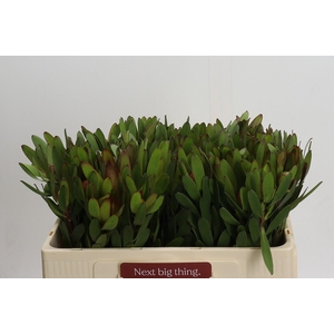 Leucadendron Goldstrike