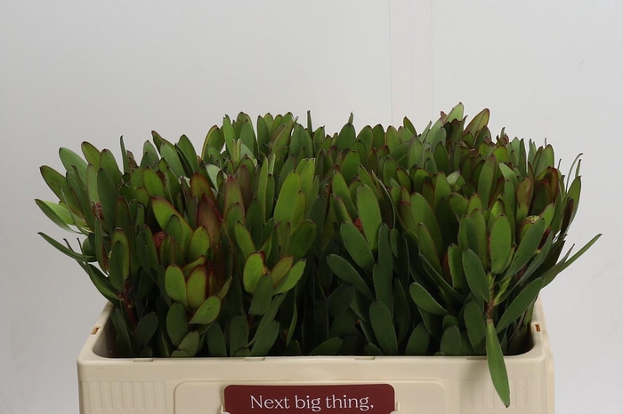 <h4>Leucadendron Goldstrike</h4>