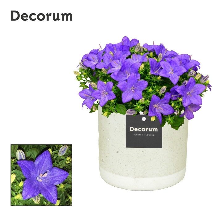 <h4>Campanula 'Napoli' Decorum Jade</h4>