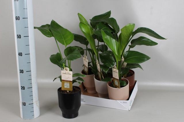 <h4>STRELITZIA NICOLAI</h4>