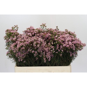 Chamelaucium Jupiter Solar