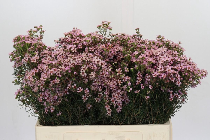 <h4>Chamelaucium Jupiter Solar</h4>