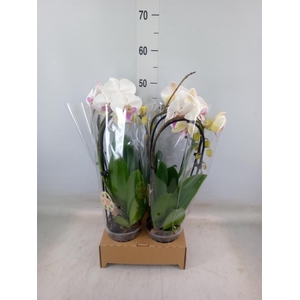 Phalaenopsis  'Elegant Cascade'