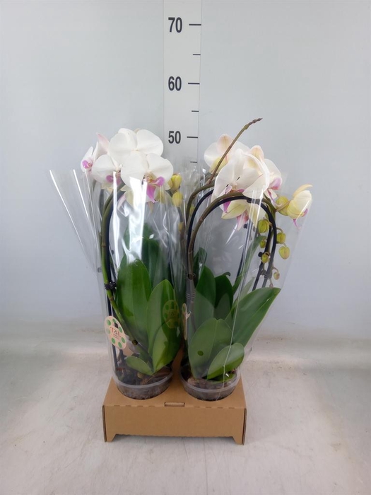 <h4>Phalaenopsis  'Elegant Cascade'</h4>