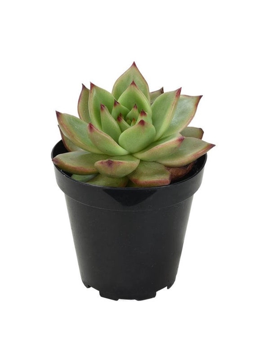 ECHEVERIA RED TIP P06