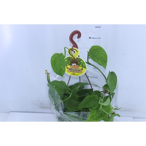 MONSTERA ADANSONII C18 PENDENTE