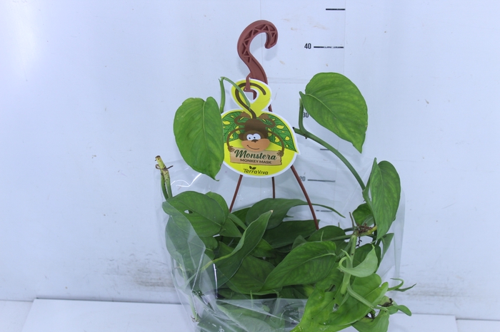 MONSTERA ADANSONII C18 PENDENTE