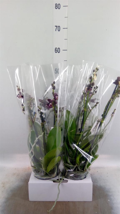 <h4>Phalaenopsis   ...red</h4>
