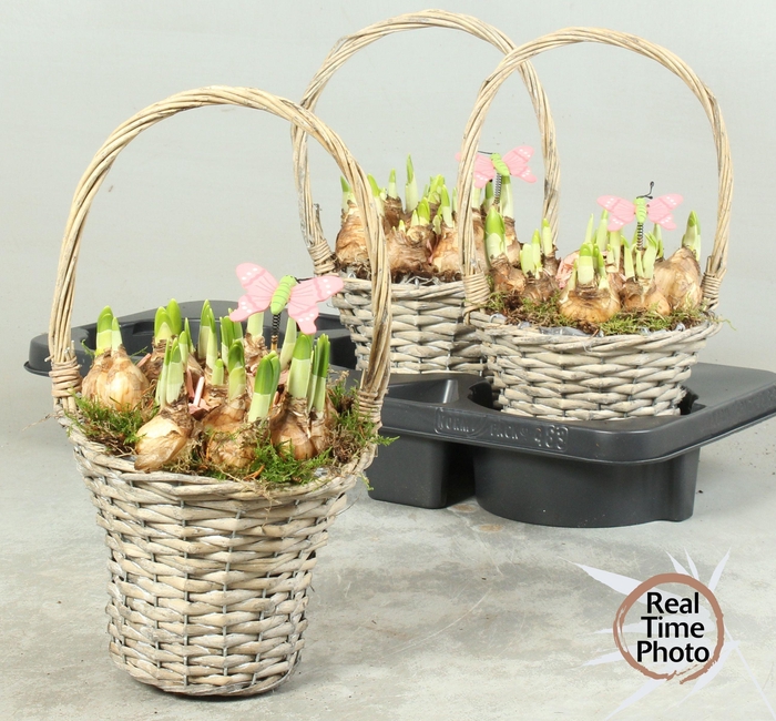 <h4>ARR NARCISSUS</h4>