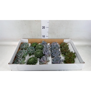 Echeveria   ...mix