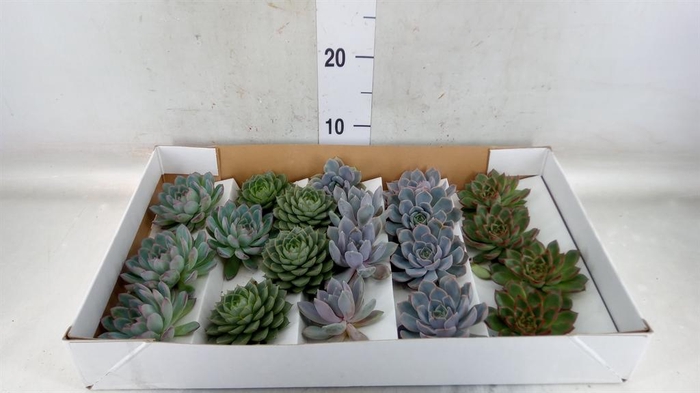 <h4>Echeveria   ...mix</h4>